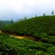 fog-tea-coffee-nature-tea-leaves