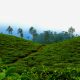 india-forest-cool-hill-station-fog